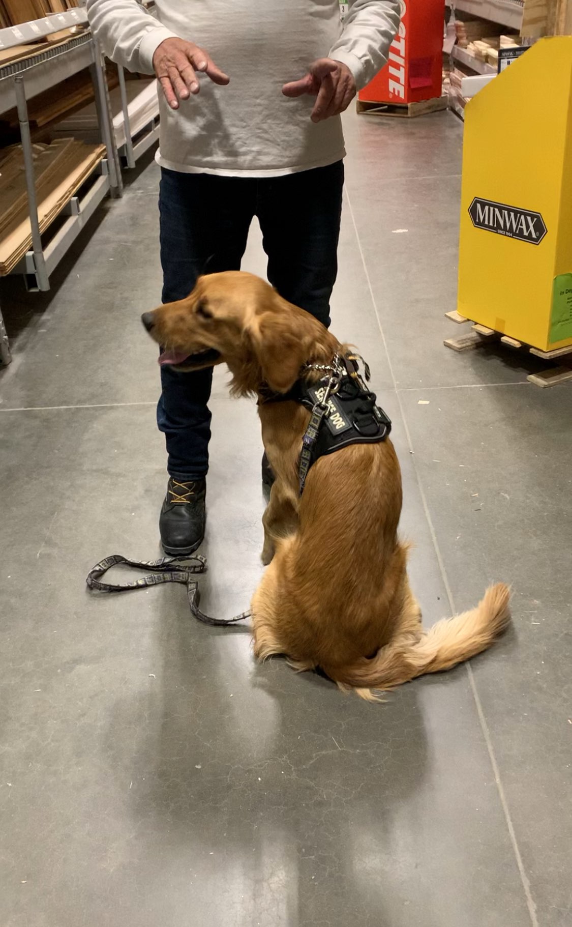 Golden retriever beside a handler in a hardware store aisle