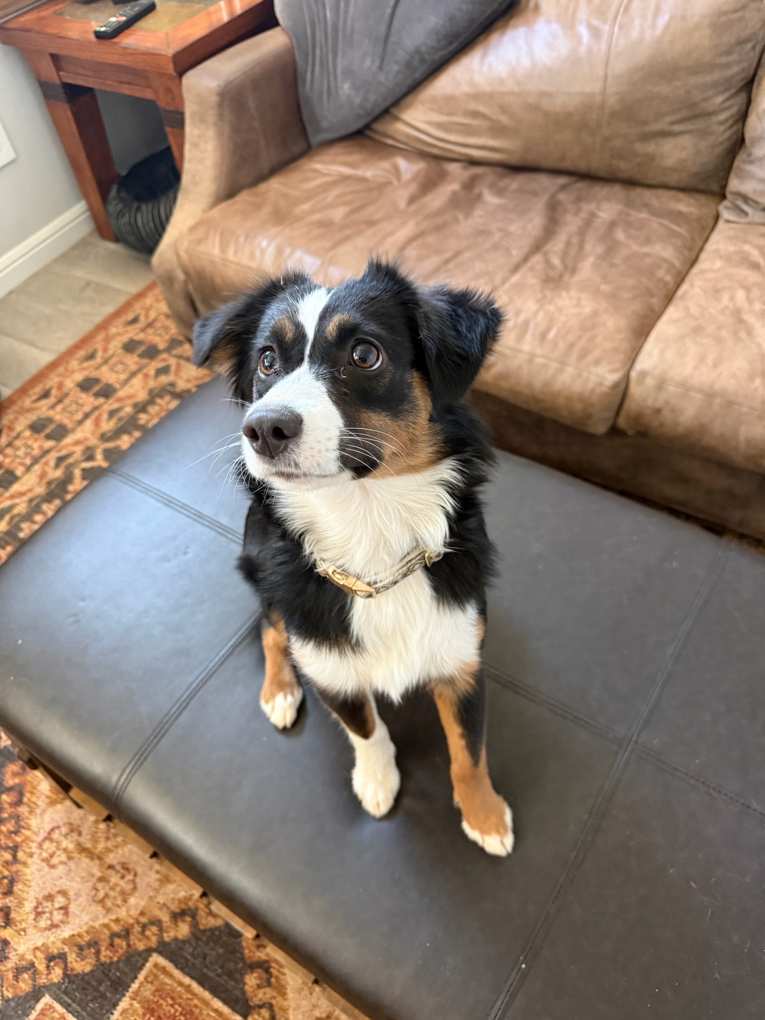 Tricolor dog sitting indoors on an ottoman