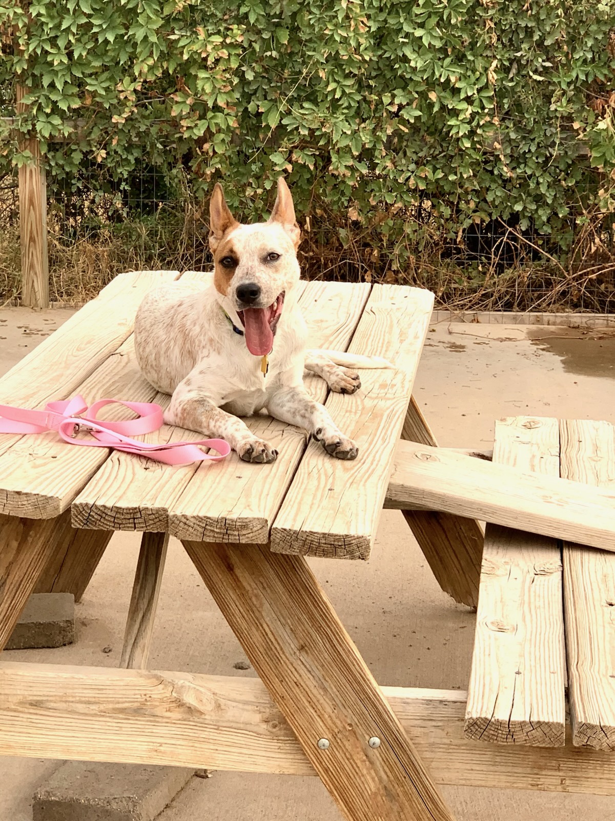 Tan and white dog resting on a picnic table
